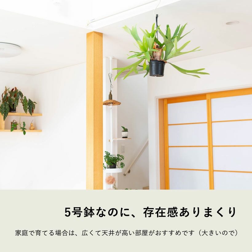 コウモリラン大型で映える！鉢植えハンギングアルシコルネe花屋さん