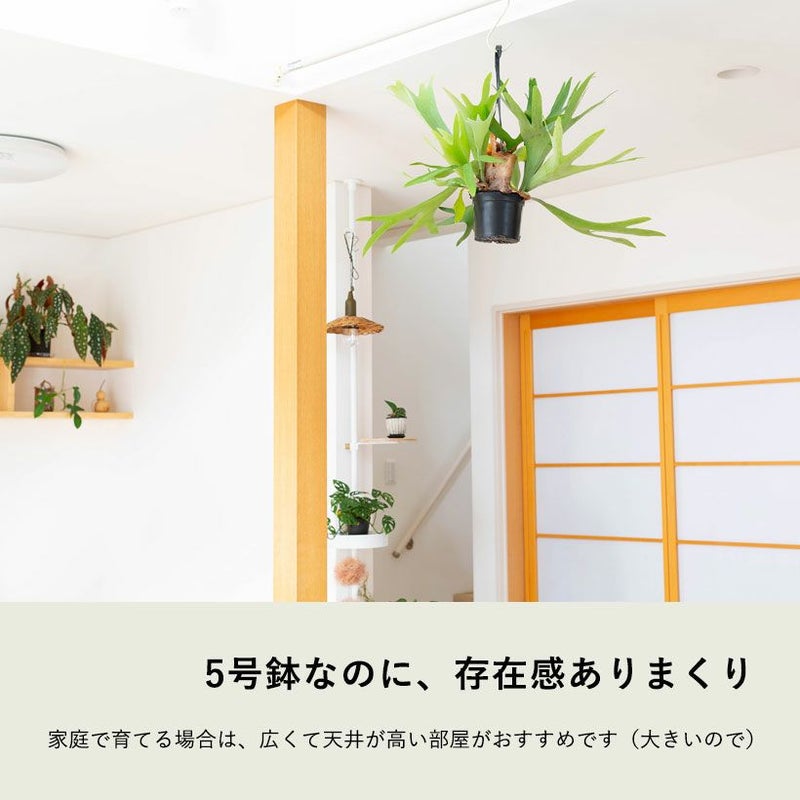 コウモリラン大型で映える！鉢植えハンギングアルシコルネe花屋さん