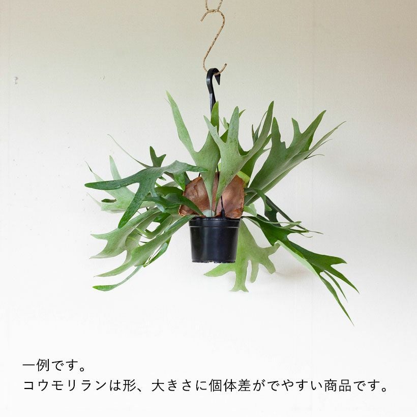 コウモリラン大型で映える！鉢植えハンギングアルシコルネe花屋さん