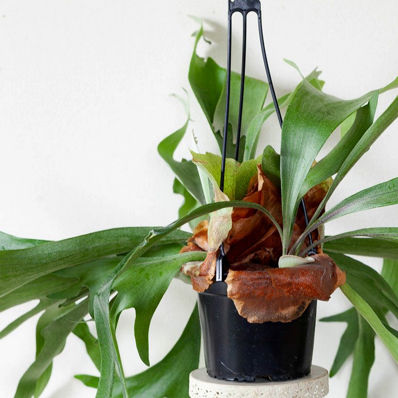 コウモリラン大型で映える！鉢植えハンギングアルシコルネe花屋さん