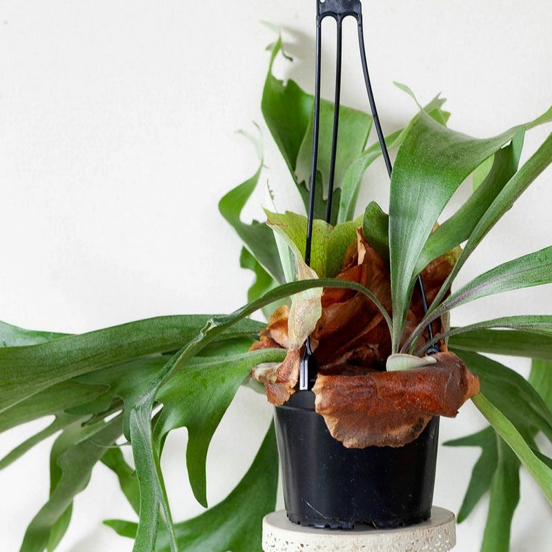 コウモリラン大型で映える！鉢植えハンギングアルシコルネe花屋さん