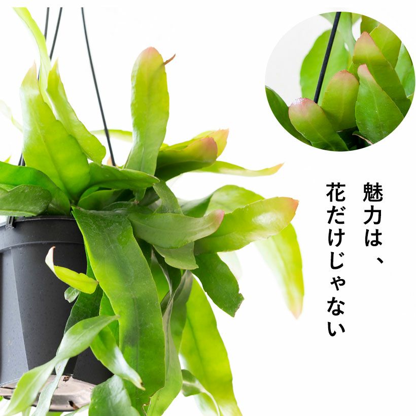 月下美人　70センチの鉢植え Yahoo!オークション - 月下美人（食用・実付き） 大きな6号鉢 h約70c