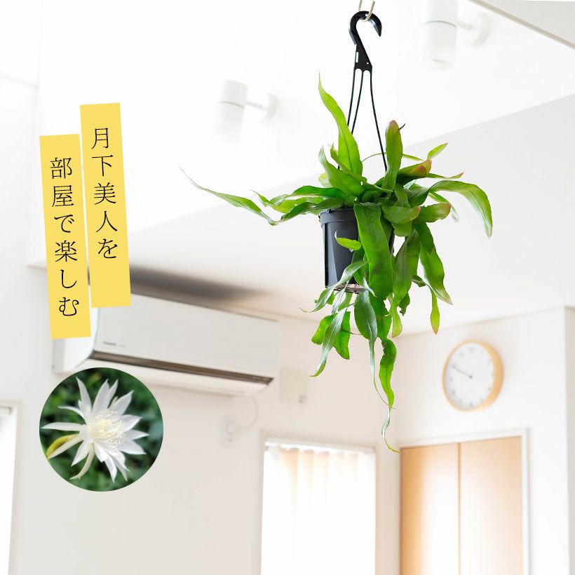 月下美人　70センチの鉢植え 鉢花 月下美人 6号鉢 1鉢 送料無料 : 花と緑 国華園 - 通販 - Yahoo