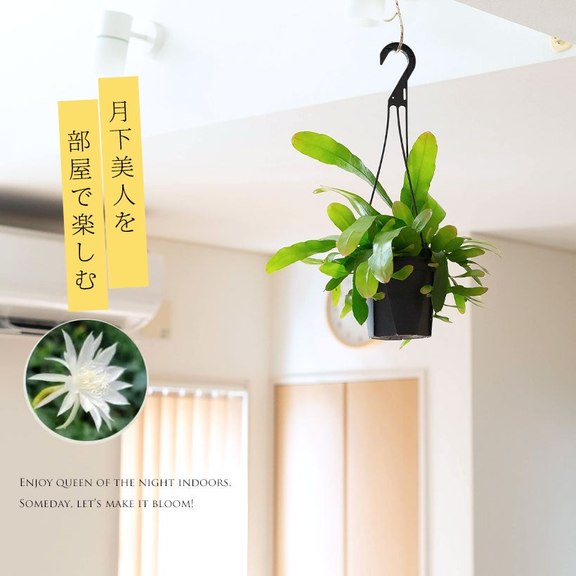 月下美人のコンパクト品種「姫」ゲッカビジン吊り鉢e-花屋さん