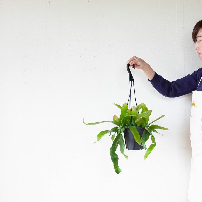 月下美人のコンパクト品種「姫」ゲッカビジン吊り鉢e-花屋さん 月下美人のコンパクト品種「姫」ゲッカビジン吊り鉢e-花屋さん