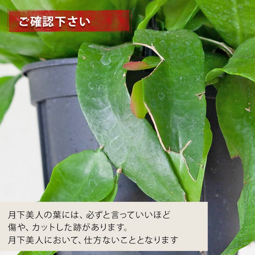 月下美人のコンパクト品種「姫」ゲッカビジン吊り鉢e-花屋さん