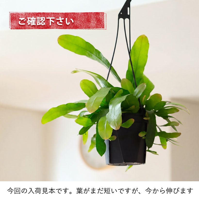 月下美人のコンパクト品種「姫」ゲッカビジン吊り鉢e-花屋さん