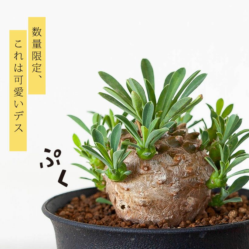 000000006909-01.jpg?size=l&w=