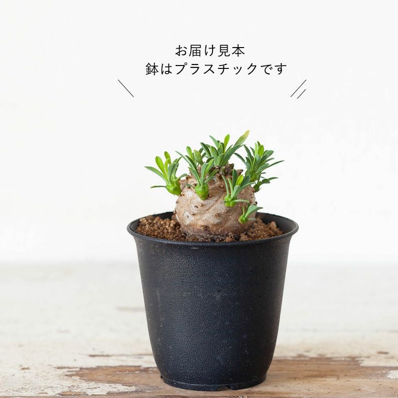 塊根植物・コーデックス ok 初心者向け！塊根植物（コーデックス）安いし可愛い人気の峨眉山