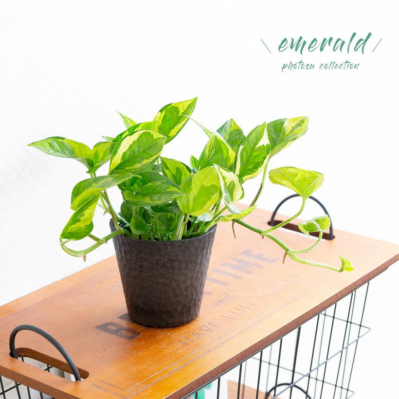 000000006917-01.jpg?size=l&w=