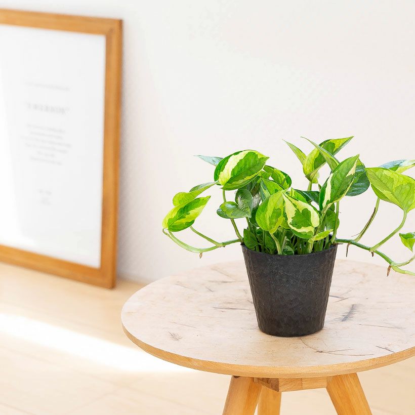 ポトスエメラルド｜丈夫で葉のグラデーションも特徴的！育て方付き