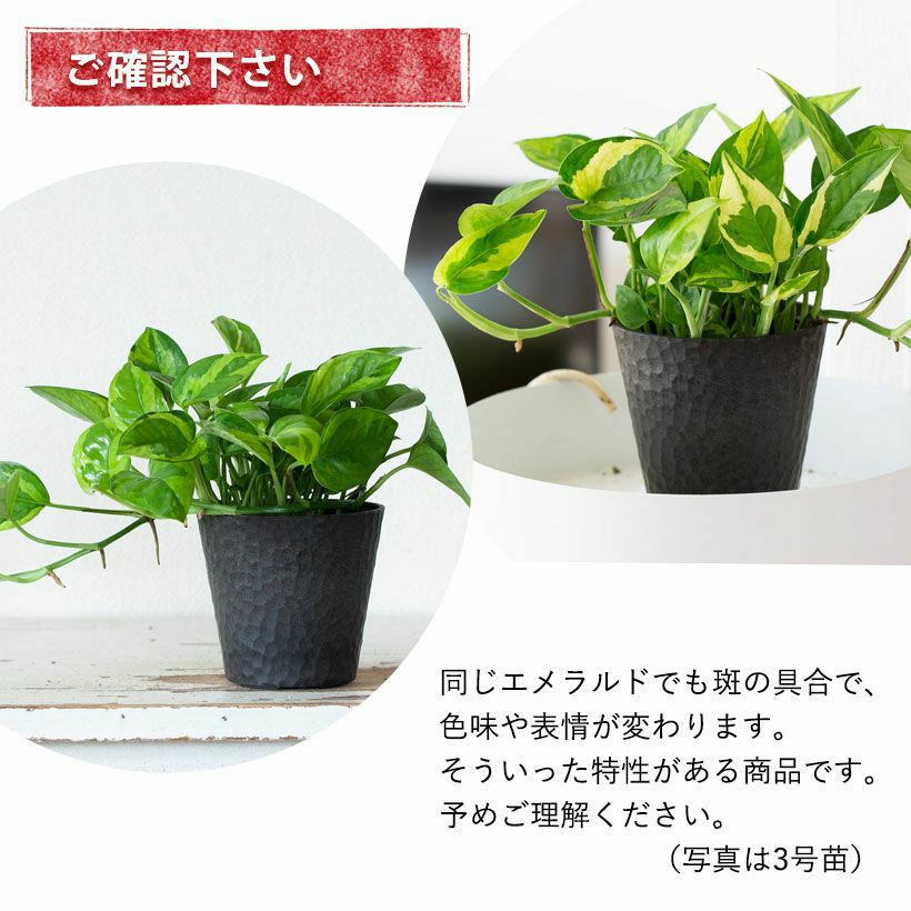 ポトスエメラルド｜丈夫で葉のグラデーションも特徴的！育て方付き