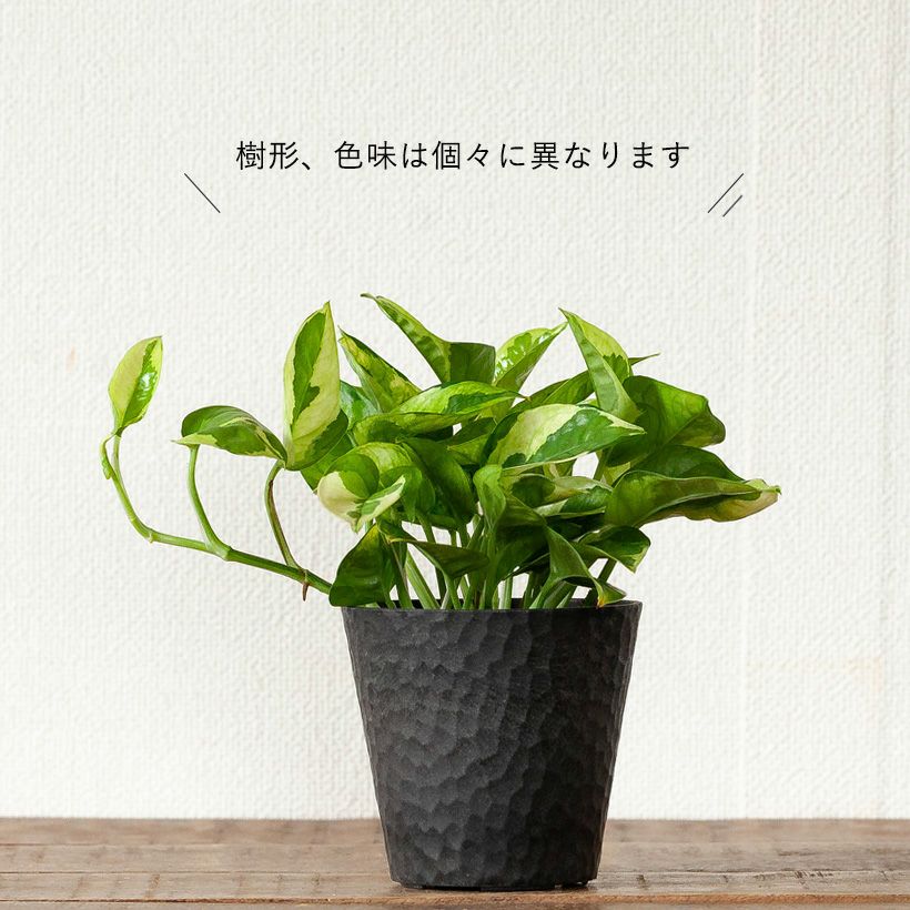 ポトスエメラルド｜丈夫で葉のグラデーションも特徴的！育て方付き