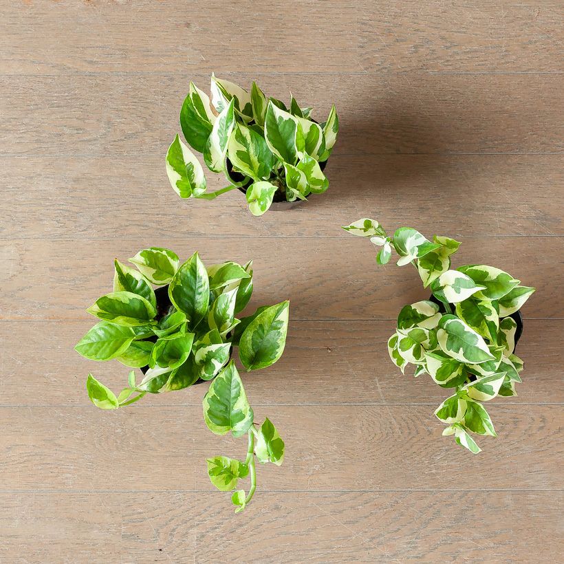 ポトスエメラルド｜丈夫で葉のグラデーションも特徴的！育て方付き