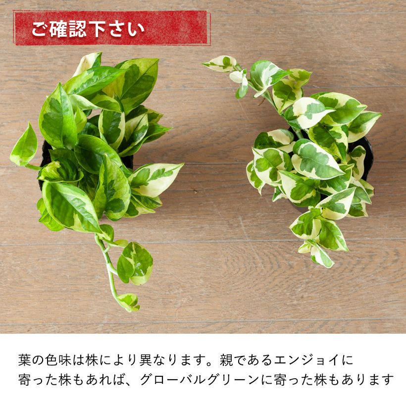 ポトスエメラルド｜丈夫で葉のグラデーションも特徴的！育て方付き