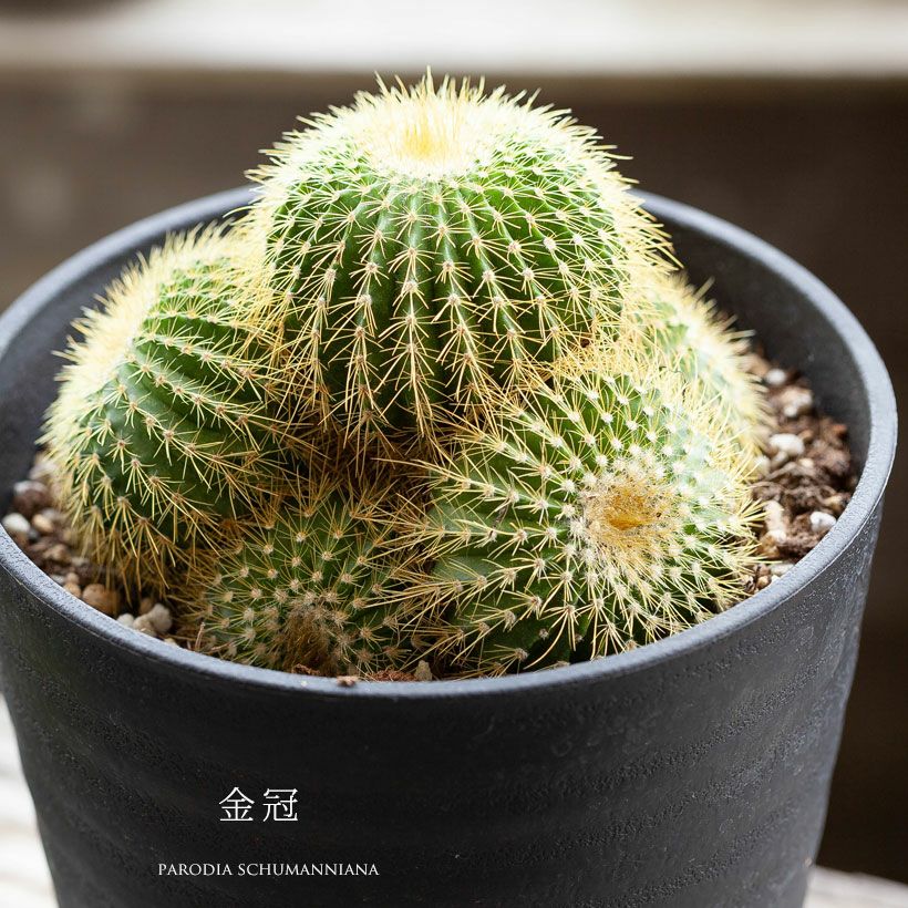 長年付き合える、群生サボテン | [公式]e-花屋さん