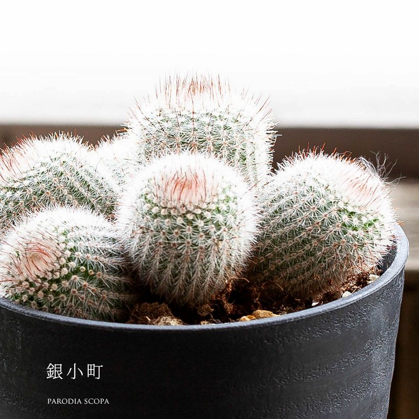 長年付き合える、群生サボテン | [公式]e-花屋さん