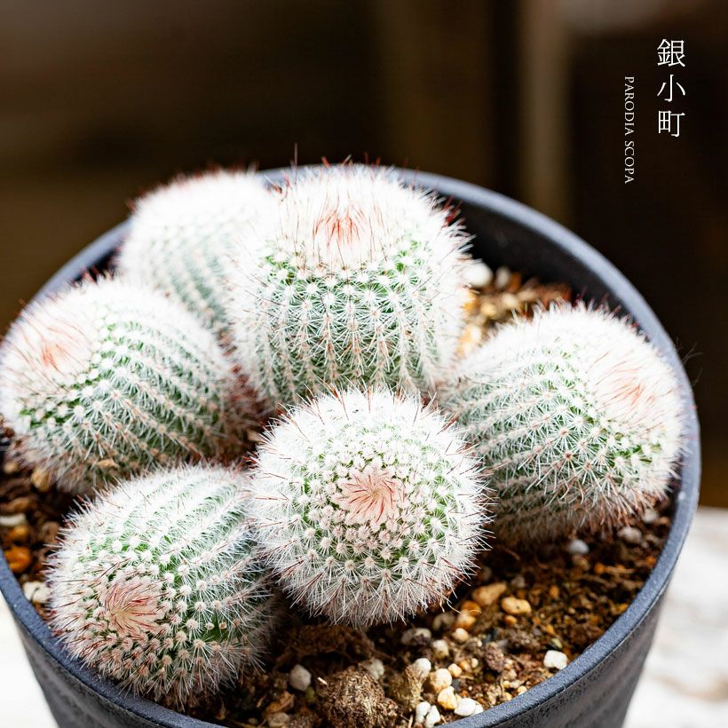 長年付き合える、群生サボテン | [公式]e-花屋さん