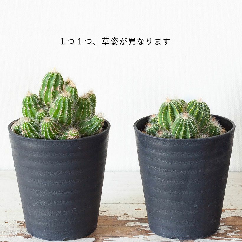 長年付き合える、群生サボテン | [公式]e-花屋さん