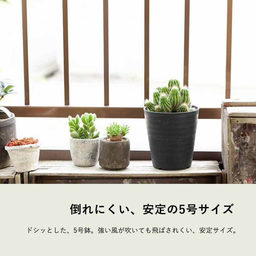 長年付き合える、群生サボテン | [公式]e-花屋さん