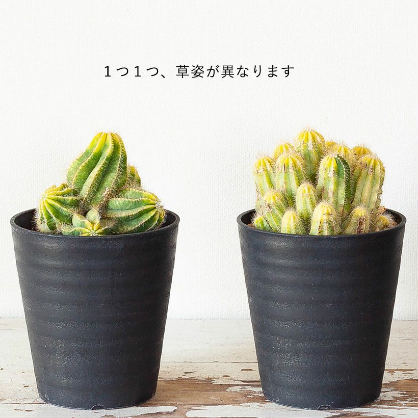 長年付き合える、群生サボテン | [公式]e-花屋さん