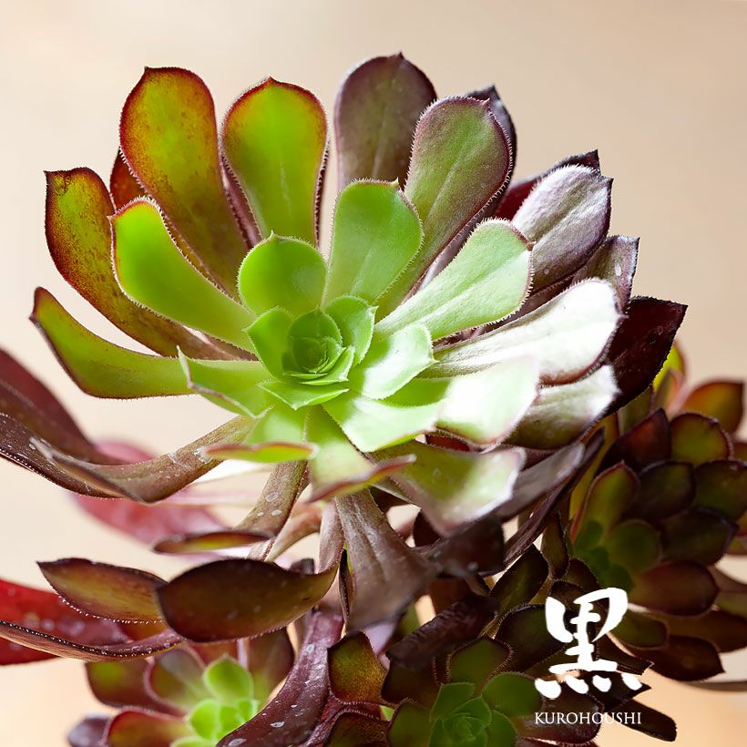 000000006948-01.jpg?size=l&w=