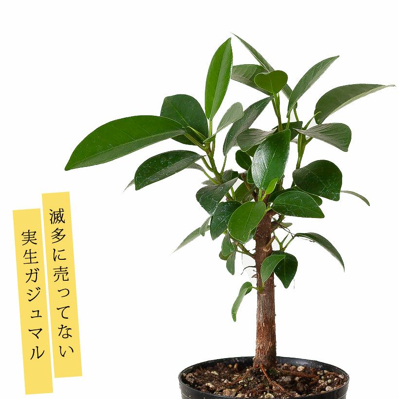 ガジュマルの種類豊富｜実生、接ぎ木、人参、パンダ（タイワン）