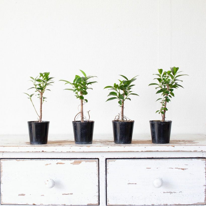 種から育てたガジュマル｜人気の実生タイプ！2年以上かけてます！