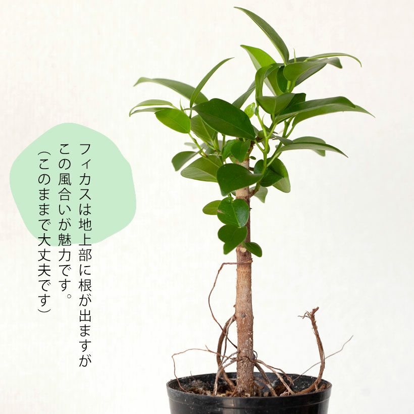 種から育てたガジュマル｜人気の実生タイプ！2年以上かけてます！