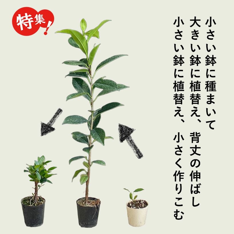 種から育てたガジュマル｜人気の実生タイプ！2年以上かけてます！