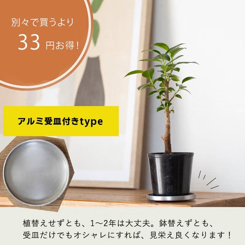 種から育てたガジュマル｜人気の実生タイプ！2年以上かけてます！