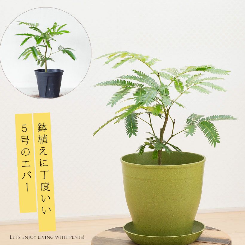植え替え素材エバーフレッシュ5号POT、鉢植えに向くサイズ感