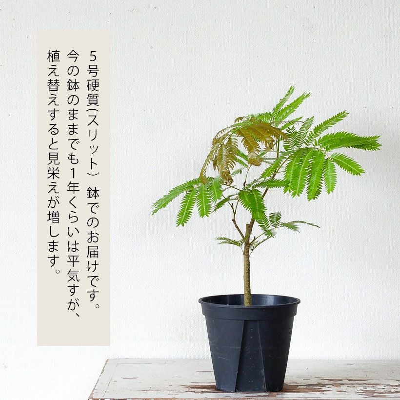 植え替え素材エバーフレッシュ5号POT、鉢植えに向くサイズ感