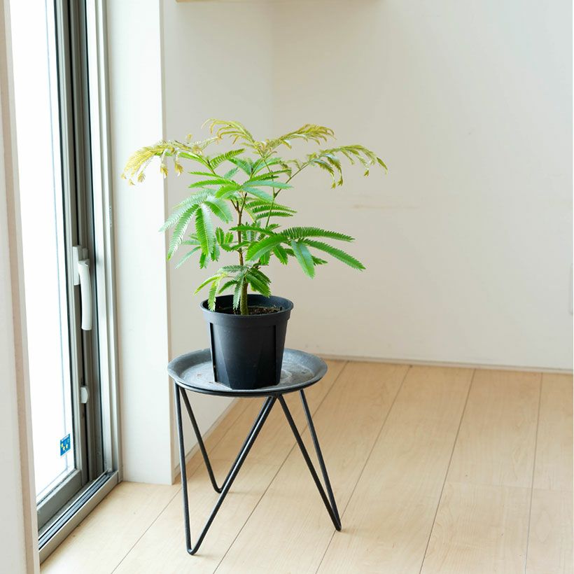 植え替え素材エバーフレッシュ5号POT、鉢植えに向くサイズ感