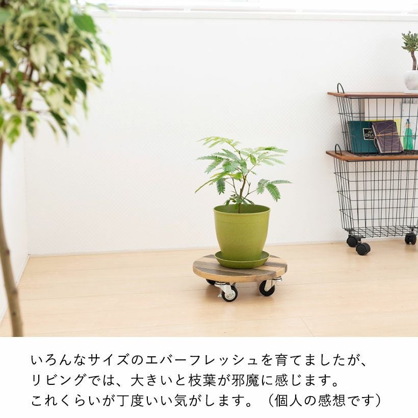 植え替え素材エバーフレッシュ5号POT、鉢植えに向くサイズ感