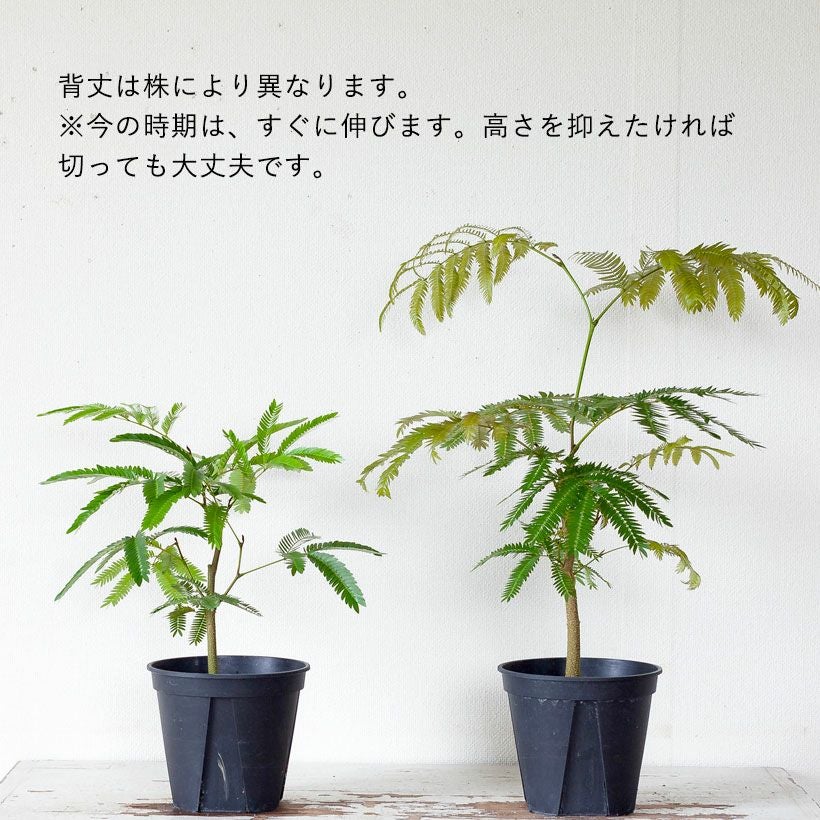 植え替え素材エバーフレッシュ5号POT、鉢植えに向くサイズ感