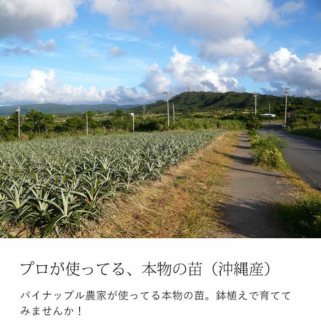 パイナップル苗木（沖縄産）ピーチ＆スナックパイン育て方付き