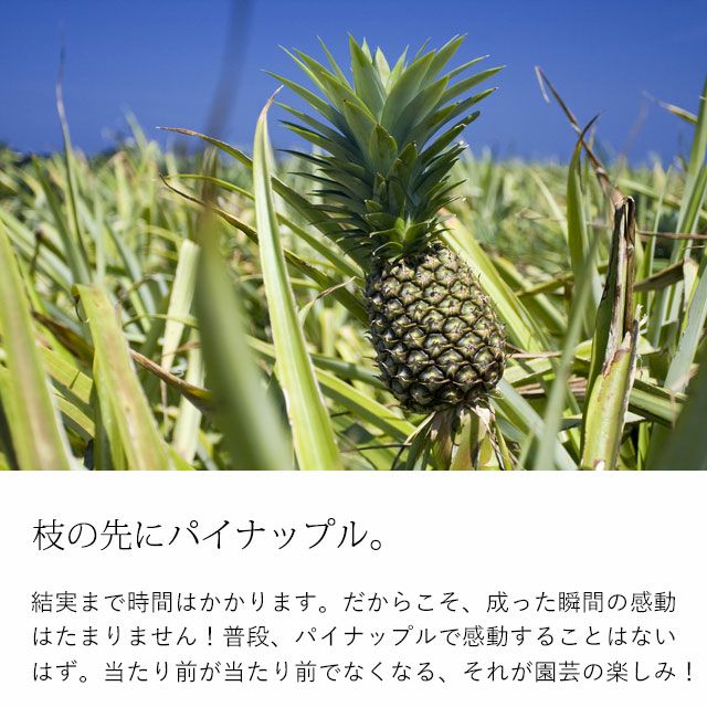 パイナップル苗木（沖縄産）ピーチ＆スナックパイン育て方付き