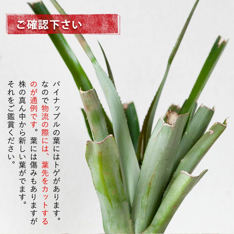 パイナップル苗木（沖縄産）ピーチ＆スナックパイン育て方付き