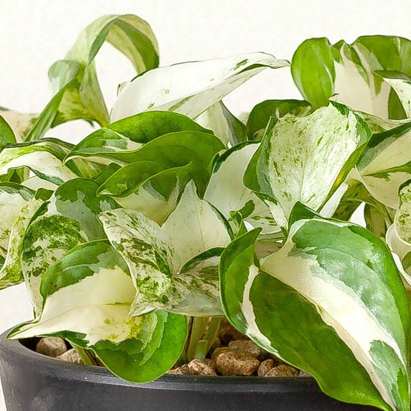 000000006987-07.jpg?size=l&w=