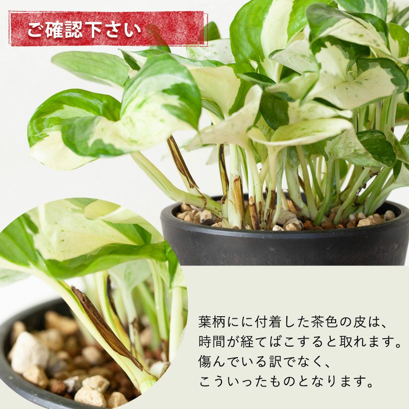 ポトスステータス｜特徴は葉の大きさと丸み。白斑も多い芸術品種