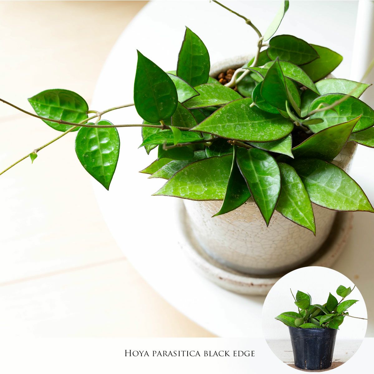 観葉植物『ホヤ』カルノーサ他21種！花、育て方｜サクララン属