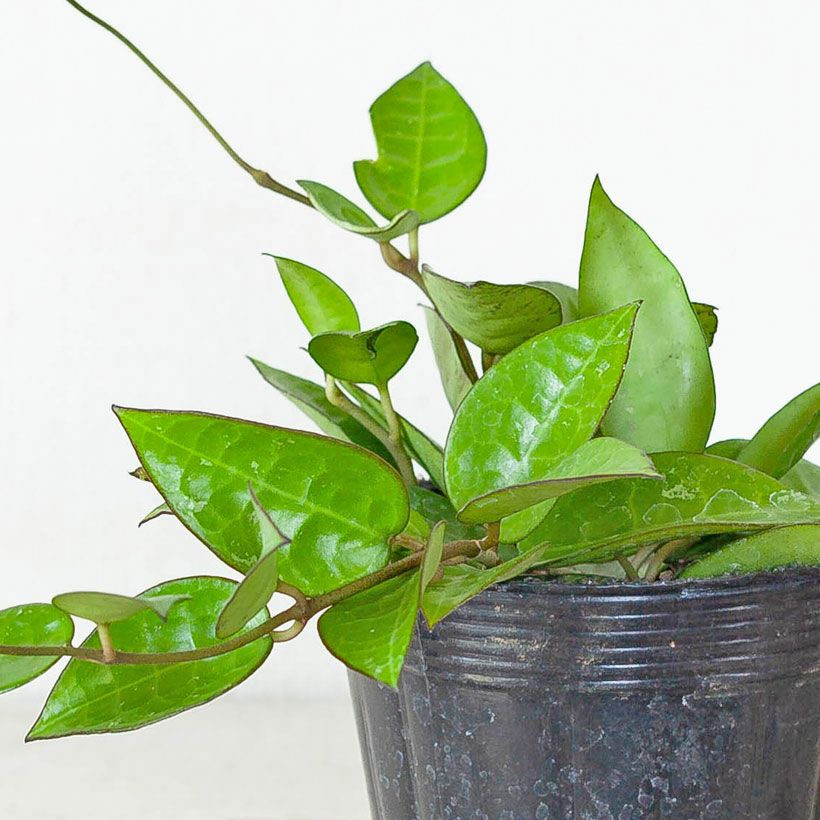 ホヤ(パラシティカ)ブラックエッジ亀の甲羅みたいな葉脈｜e-花屋