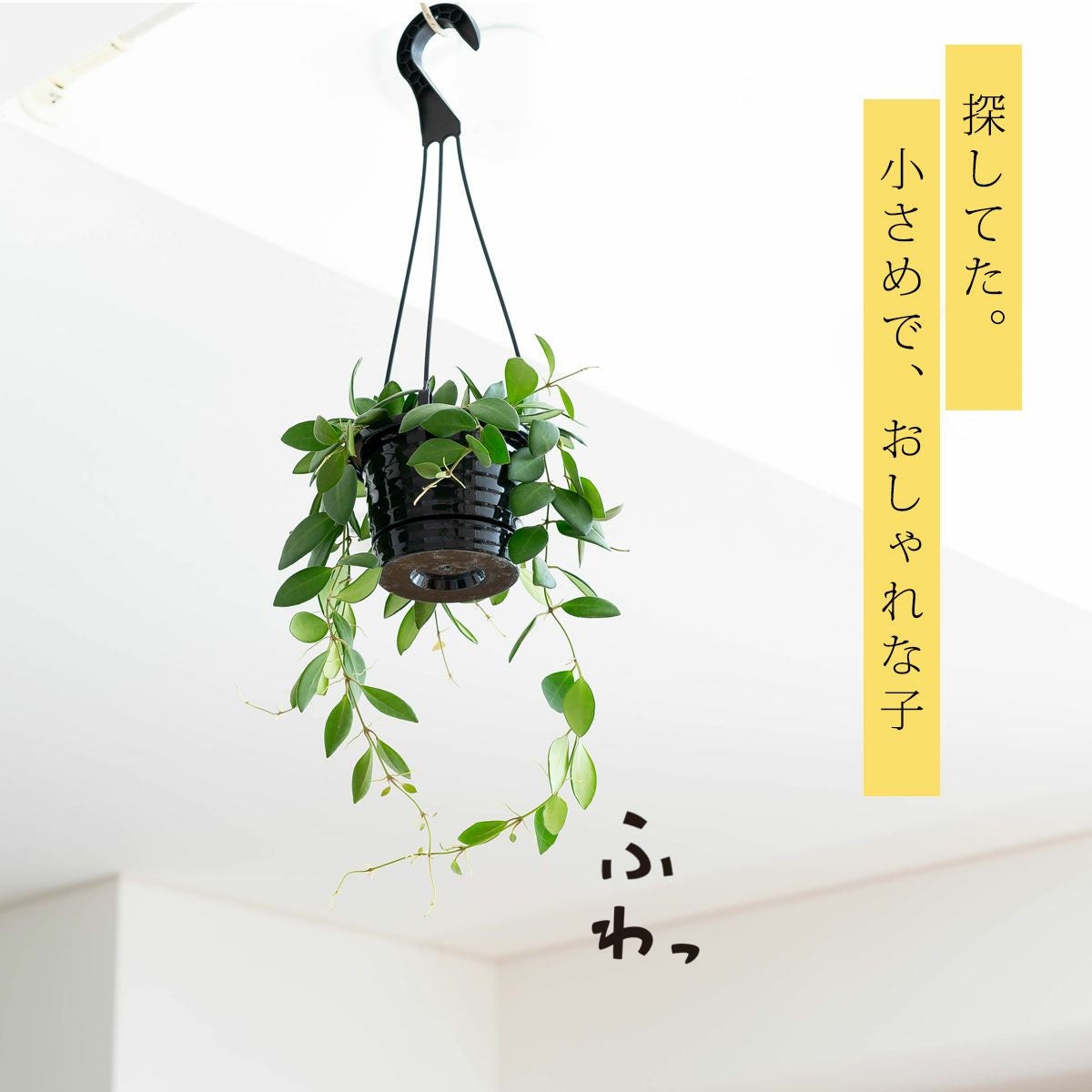 オシャレなホヤ！インテリ性を意識、小さめハンギング｜e花屋さん