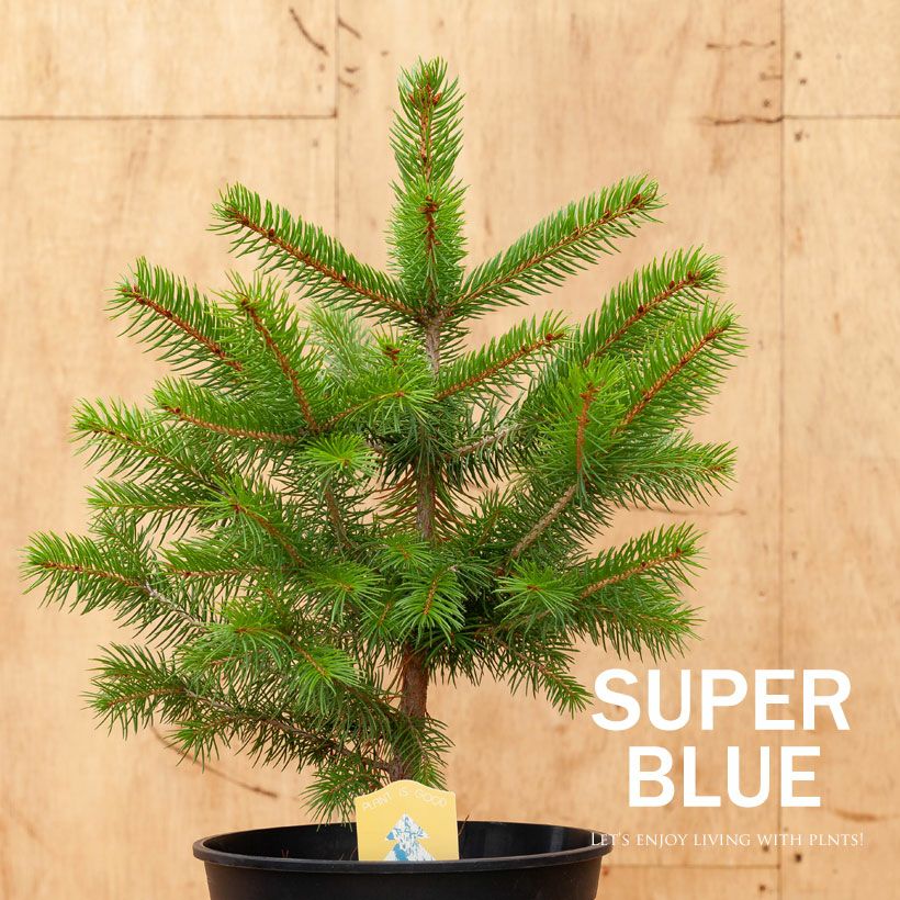 ピセア （ブンゲンストウヒ）スーパーブルーシードリンク