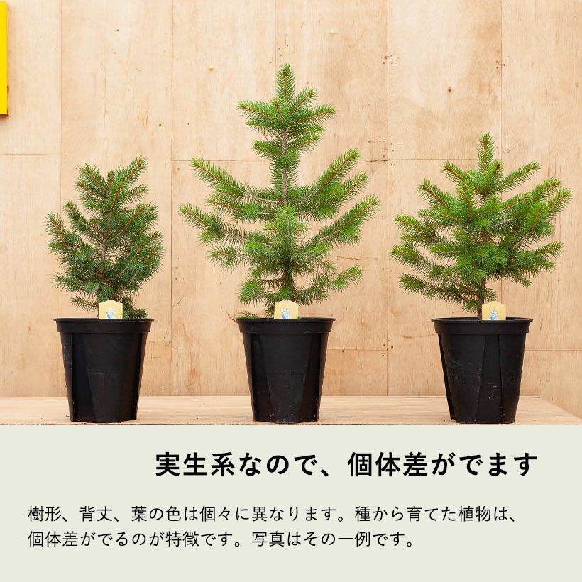 ピセア （ブンゲンストウヒ）スーパーブルーシードリンク