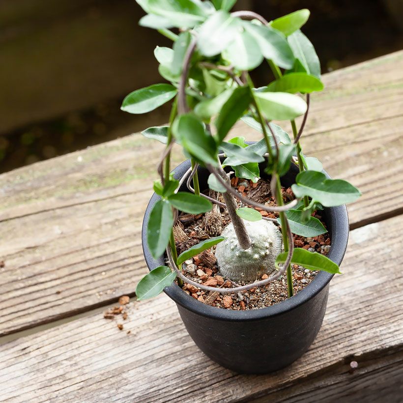 火星人フォッケア｜育てやすく塊根を太らせやすい育て方付き