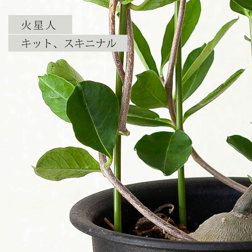 火星人フォッケア｜育てやすく塊根を太らせやすい育て方付き