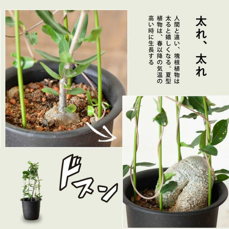 000000007025-03.jpg?size=l&w=