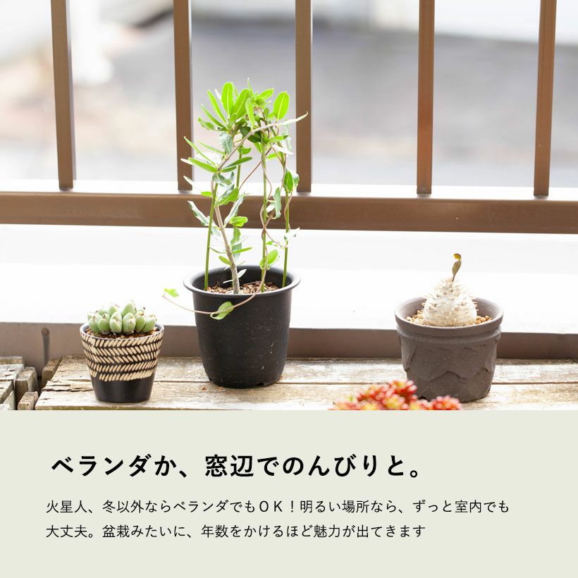 火星人フォッケア｜育てやすく塊根を太らせやすい育て方付き